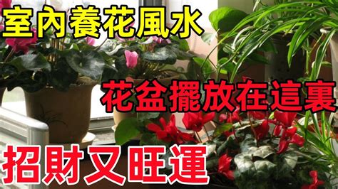 長壽花風水|【長壽花風水】長壽花風水擺放，點亮家居運勢！